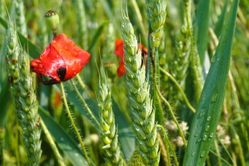 Rote Mohnblume in grünem nassen Weizenfeld bei Sonne und regen am Nachmittag im Frühling