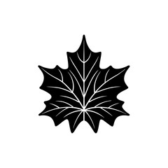 Fototapeta premium creative and simple minimal details Outline Maple leaf icon vector 