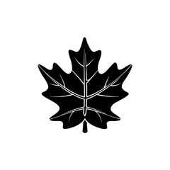 Fototapeta premium creative and simple minimal details Outline Maple leaf icon vector 