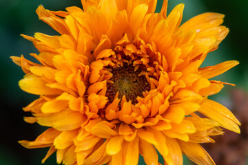 close up of yellow flower