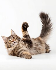 Playful maine coon cat lying on its back with paws in the air and fluffy tail curled indoor living room setting pet photography cozy home environment.