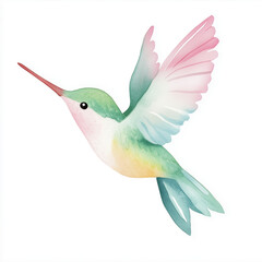 Fototapeta premium Hummingbird