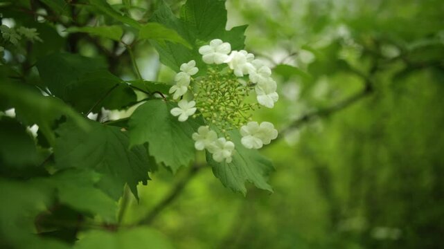 Shrub of Viburnum opulus in full bloom in mid May in the garden