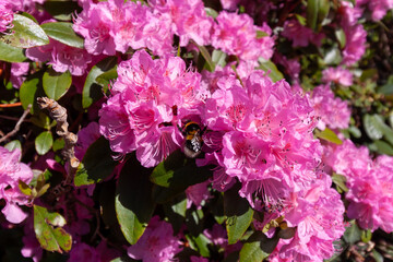 Fototapeta premium A vibrant close-up captures a fuzzy bumblebee diligently foraging for nectar on a cluster of brilliant pink rhododendron blossoms