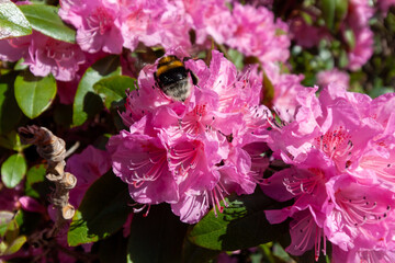 A vibrant close-up captures a fuzzy bumblebee diligently foraging for nectar on a cluster of brilliant pink rhododendron blossoms
