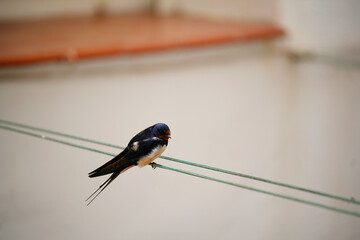 Barn swallow perching on clothesline: bird resting on wire
