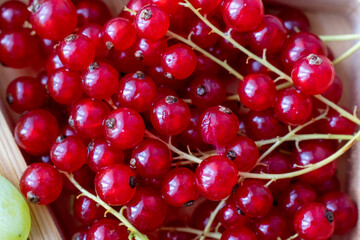 Fresh red currants with stems in wicker basket close-up macro shot. Ripe organic summer berries harvest for healthy eating, cooking jams and desserts. Natural antioxidant superfood concept.