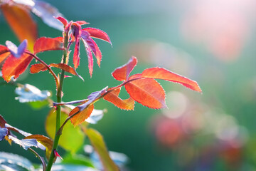 Bright red rosehip leaves on a green blurred background, illuminated by the sun