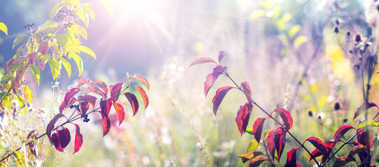 Dogwood branches with crimson leaves and dark berries under the rays of the morning sun