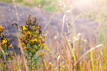Sunbeams illuminate field grasses and flowers growing by a dirt road