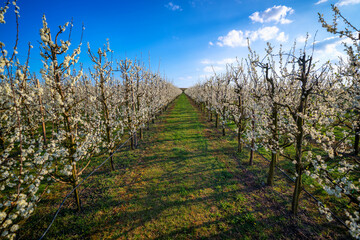 Baumreihe aus blühenden Apfelbäumen auf einer großen Farm