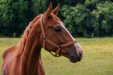 Sommer in den Baumbergen