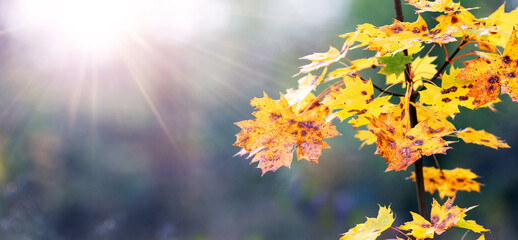 Vibrant yellow maple leaves, shimmering in the sun, against a blurred autumn forest background