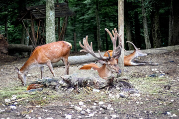 Antlered deer and a female deer resting and feeding in a forest enclosure