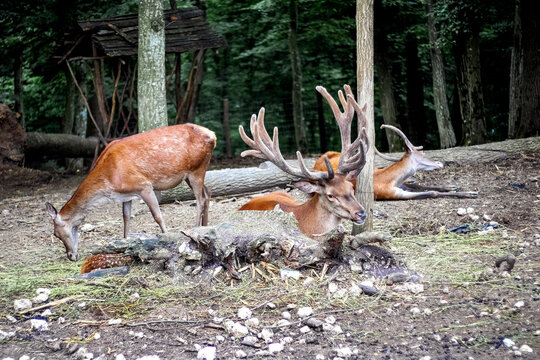 Antlered deer and a female deer resting and feeding in a forest enclosure