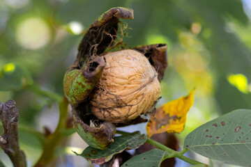 Ripe walnut peeking out of its husk on a tree branch