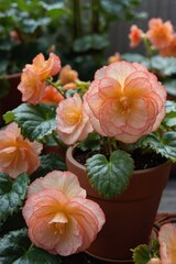 Begonia bright flowering in a pot, close-up, professional photo, stock photo