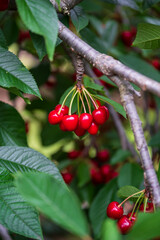 red cherries on a branch