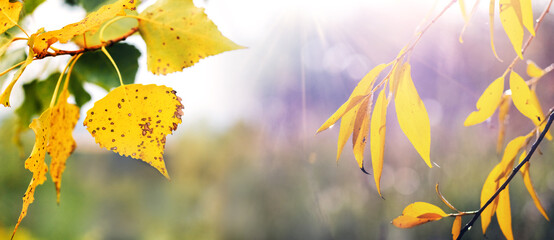 Golden autumn birch and willow leaves, illuminated by sunbeams on a blurred background