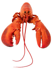 A red cooked lobster, seen from the front with its claws and antennae, on a transparent background in PNG format
