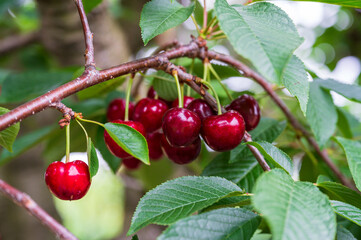 red cherries on a tree