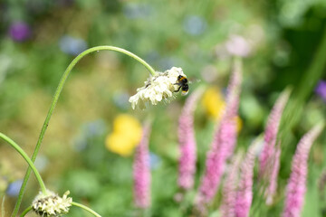 Bee collecting pollen from plants and flowers in a garden