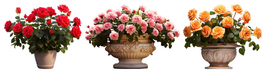Obraz premium PNG Vibrant potted roses display, element set on transparent background