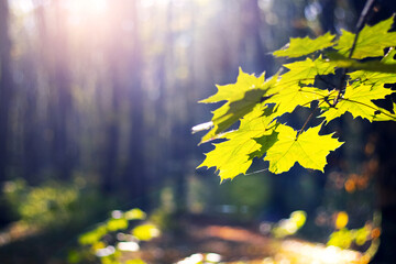 Lime-yellow maple leaves, shimmering under sunbeams, against a blurred forest landscape