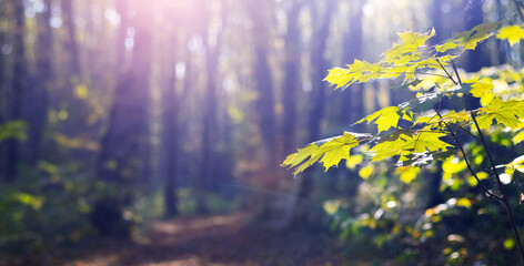 Soft morning light filters through maple leaves in a forest landscape, creating an atmosphere of tranquility