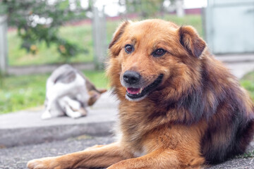 Red-haired dog lies in the foreground, while a cat in the background washes itself on a concrete path, against a blurred fence and grass
