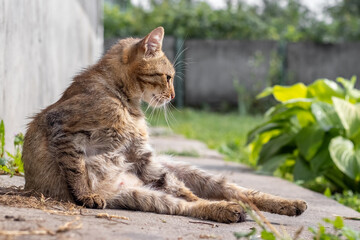 Sitting tabby cat on natural background looking away from the side