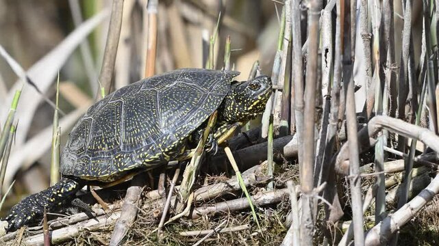 European Pond Turtle Emys orbicularis. Resting in Reeds by the Lake. Slow Motion