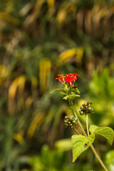 Vivid red flower blooms among lush green foliage, highlighting the natural beauty of blooming plants in a garden setting. The composition emphasizes delicate petals and contrasting textures.