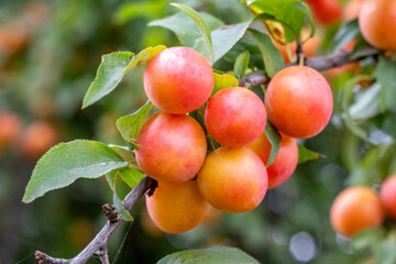 Branch with vibrant orange and red mirabelle plums on a blurred green background