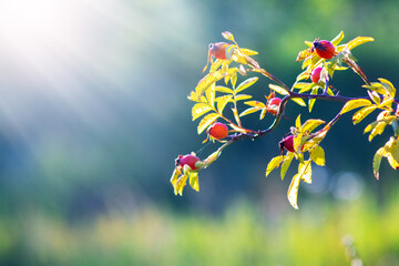 Sunlight illuminates a rose hip branch with red berries and yellowish leaves against a blurred green background