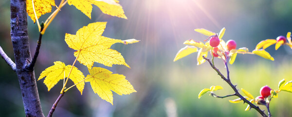 Early autumn with vibrant yellow maple leaves and red rose hip berries illuminated by sunbeams