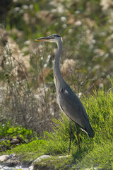 A Black Headed Heron on a River Bank
