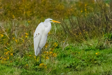 A Medium Egret in a Meadow