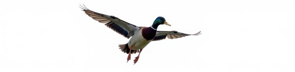 Fototapeta premium A mallard duck in flight, wings outstretched, isolated on white , mallard, flying, isolated