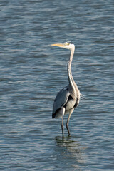 A Black Headed Heron Standing in a Stream