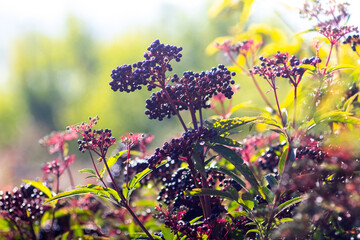 ripe black elderberries on thin branches with reddish stems and green leaves, close-up with blurred natural background