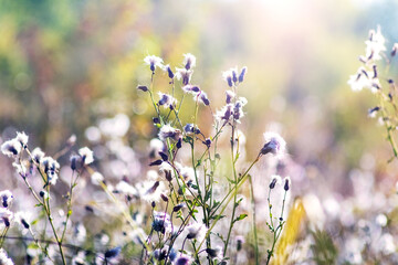 fluffy seed heads of wild plants on a sunny meadow, soft light and blurred natural background, late summer atmosphere