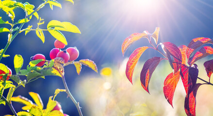 sunlit rose hips among green and red leaves with blurred natural background, autumn mood in beams of light
