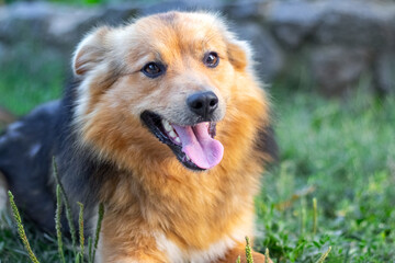 Fluffy smart dog lying on green grass with open mouth and happy facial expression