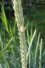 Closeup of a golden snail on a wheat stalk in natural sunlight