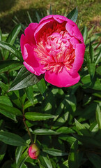Vibrant pink peony flower blooming in a lush garden landscape