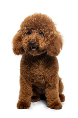 Studio photo of a cute brown poodle puppy sitting on a white background.