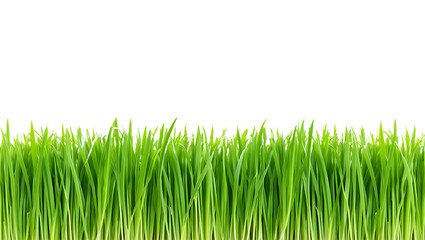 Fototapeta premium Vibrant Green Grass Blades Lush Spring Meadow Texture