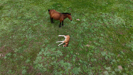 Adult horse and foal in the field. Horses in the meadow, a small horse resting lying on its side.