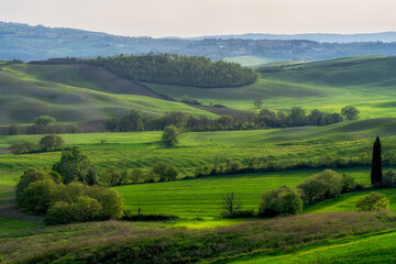 Green Rolling Hills Tuscany Landscape View